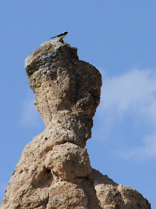 Black-eared Wheatear at Cappadoccia