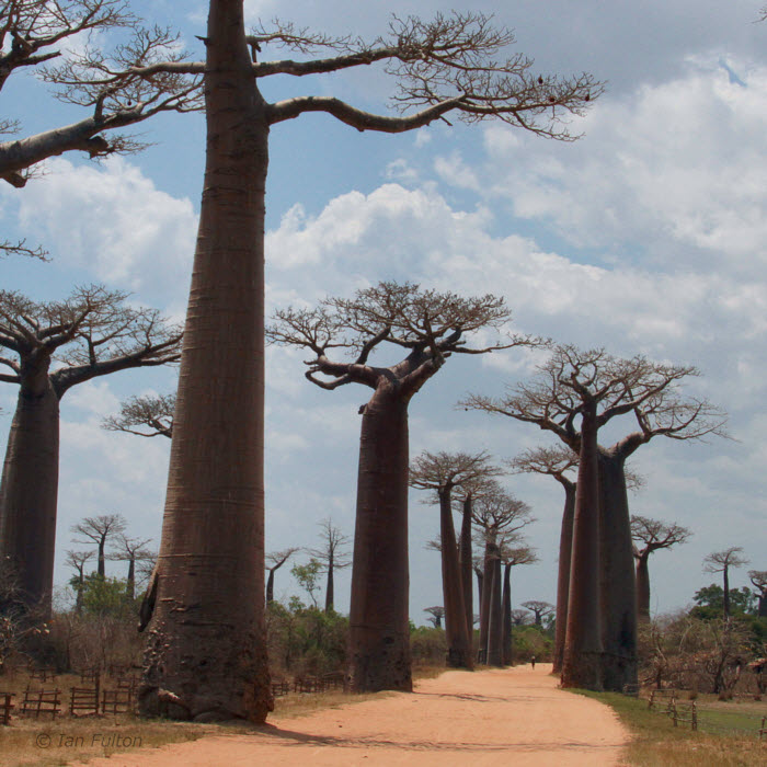 The Avenue of the Baobabs