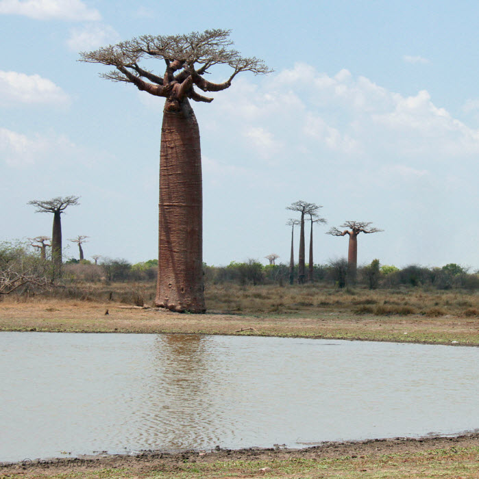 The Avenue of the Baobabs