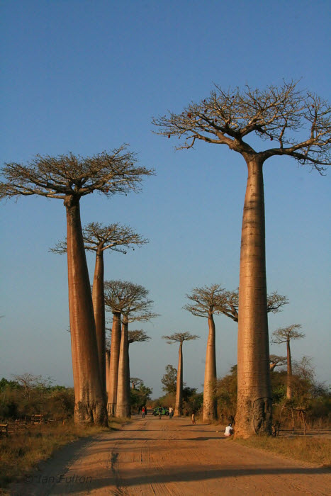 The Avenue of the Baobabs