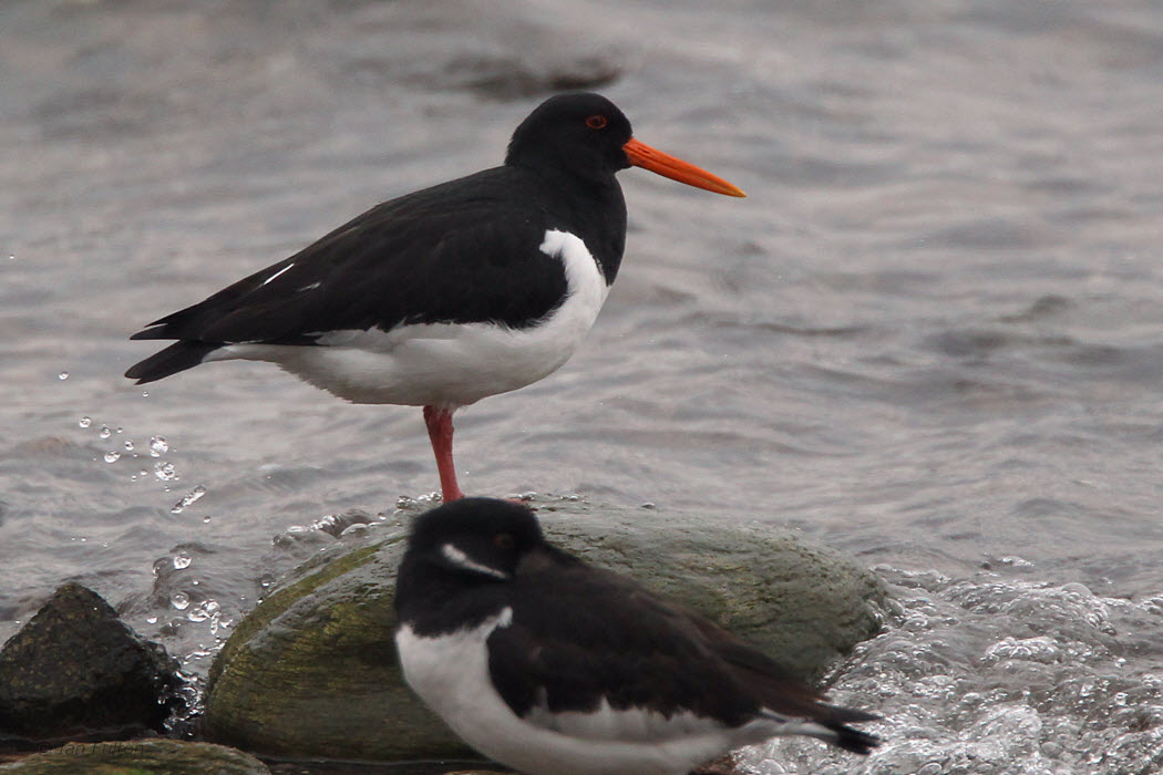 Oystercatcher, Gourock, Clyde