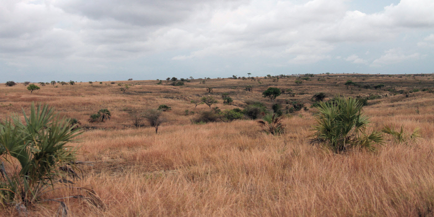 The grass uplands between Mahajanga and Ankarafantsika