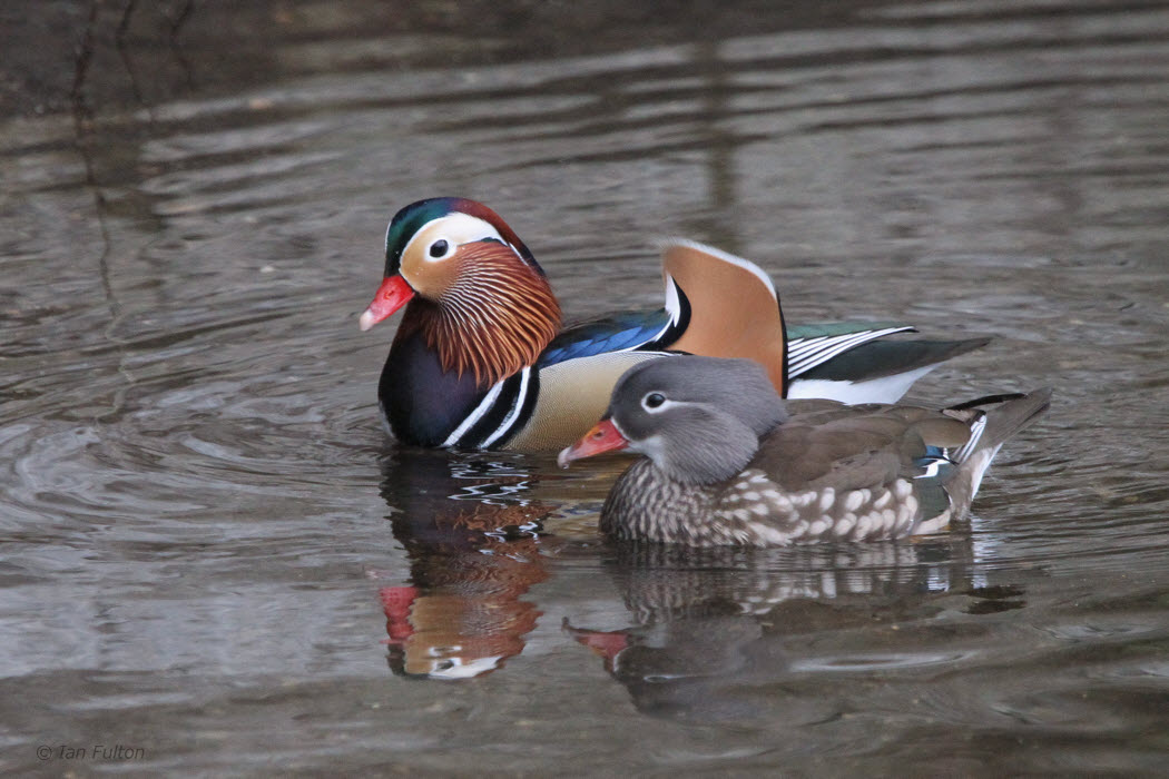 Mandarin Duck (pair), Balloch, Clyde