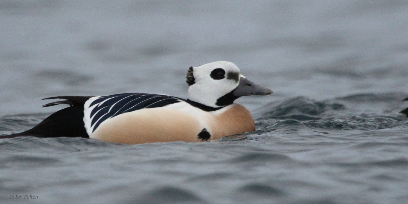 Stellers Eider, Batsfjord, Norway