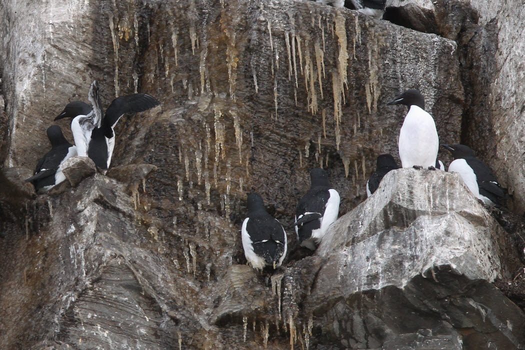 Brnnichs Guillemot, Hornya, Norway