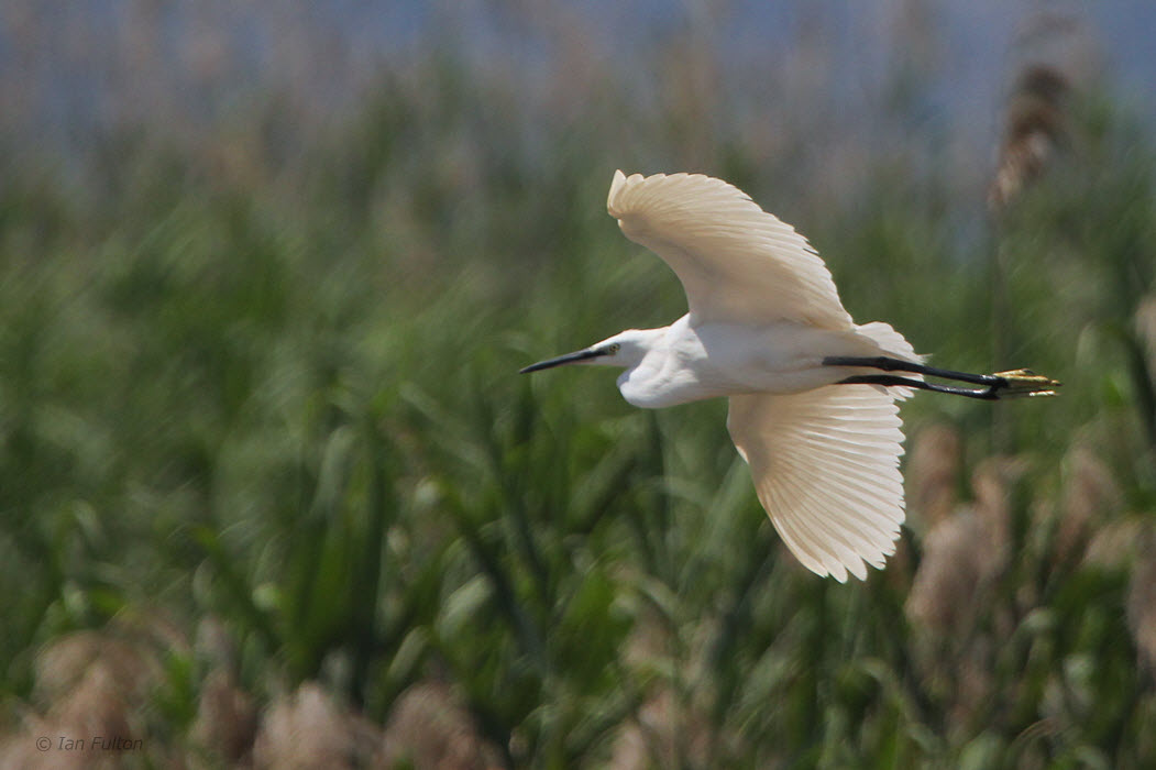Little Egret, Koycegiz, Turkey