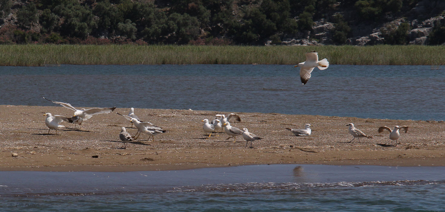 Yellow-legged Gulls, Iztuzu, Turkey