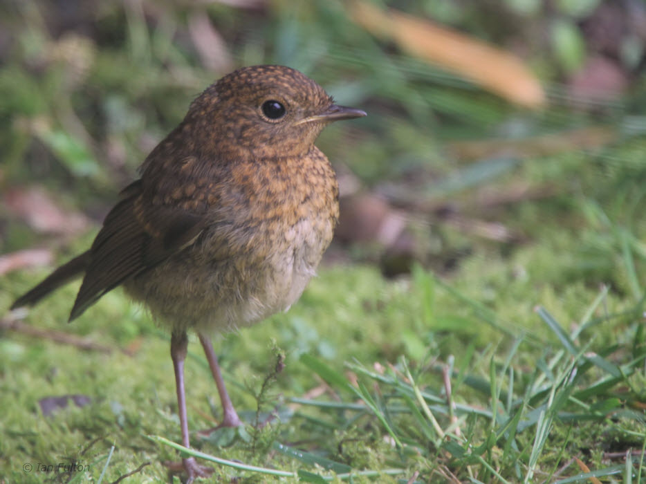 Robin (juvenile), Baillieston, Glasgow