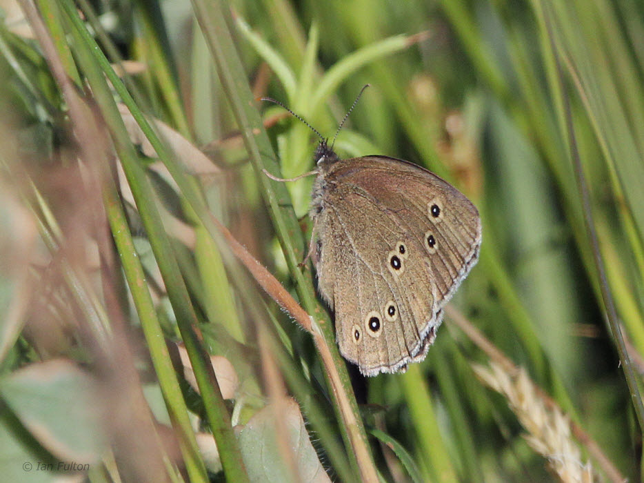 Ringlet, Aber Bog-RSPB Loch Lomond