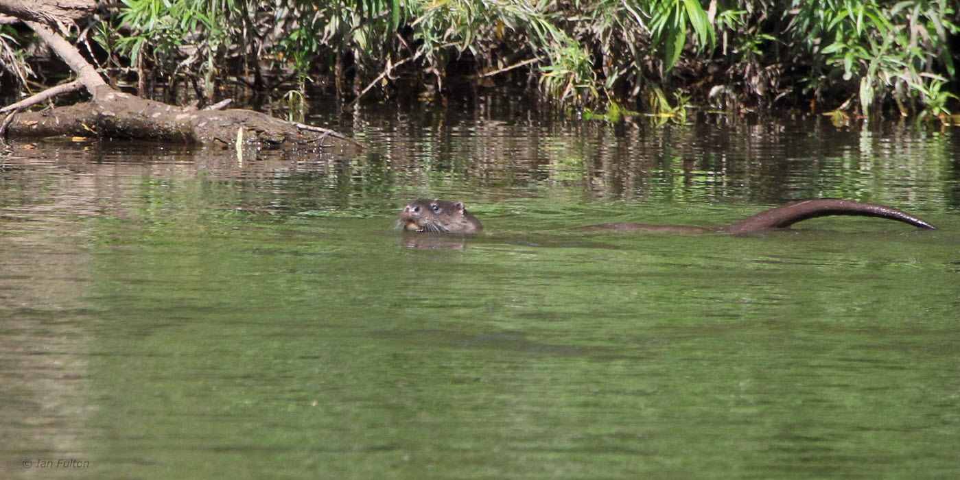 Otter, River Clyde at Barons Haugh