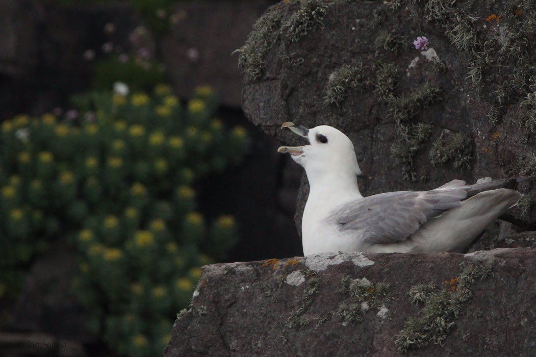 Fulmar, Handa, Highland