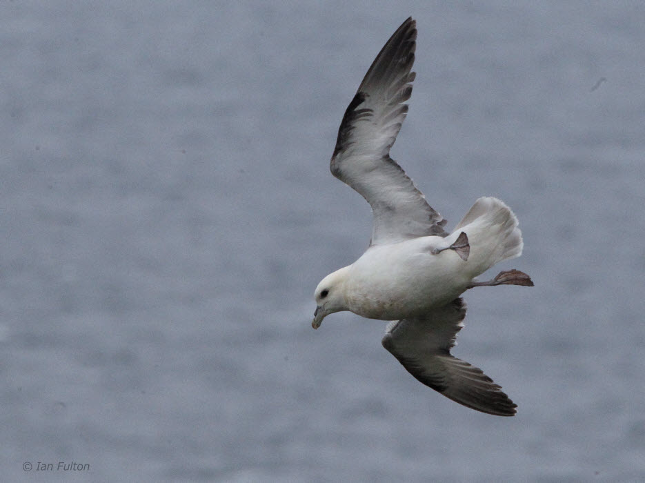 Fulmar, Handa, Highland