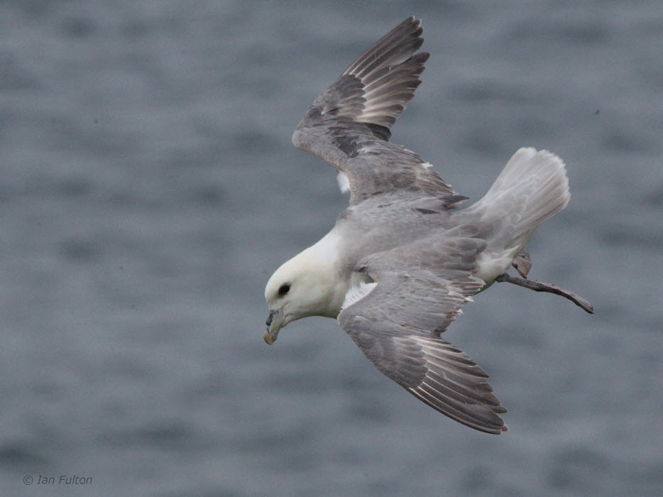 Fulmar, Handa, Highland