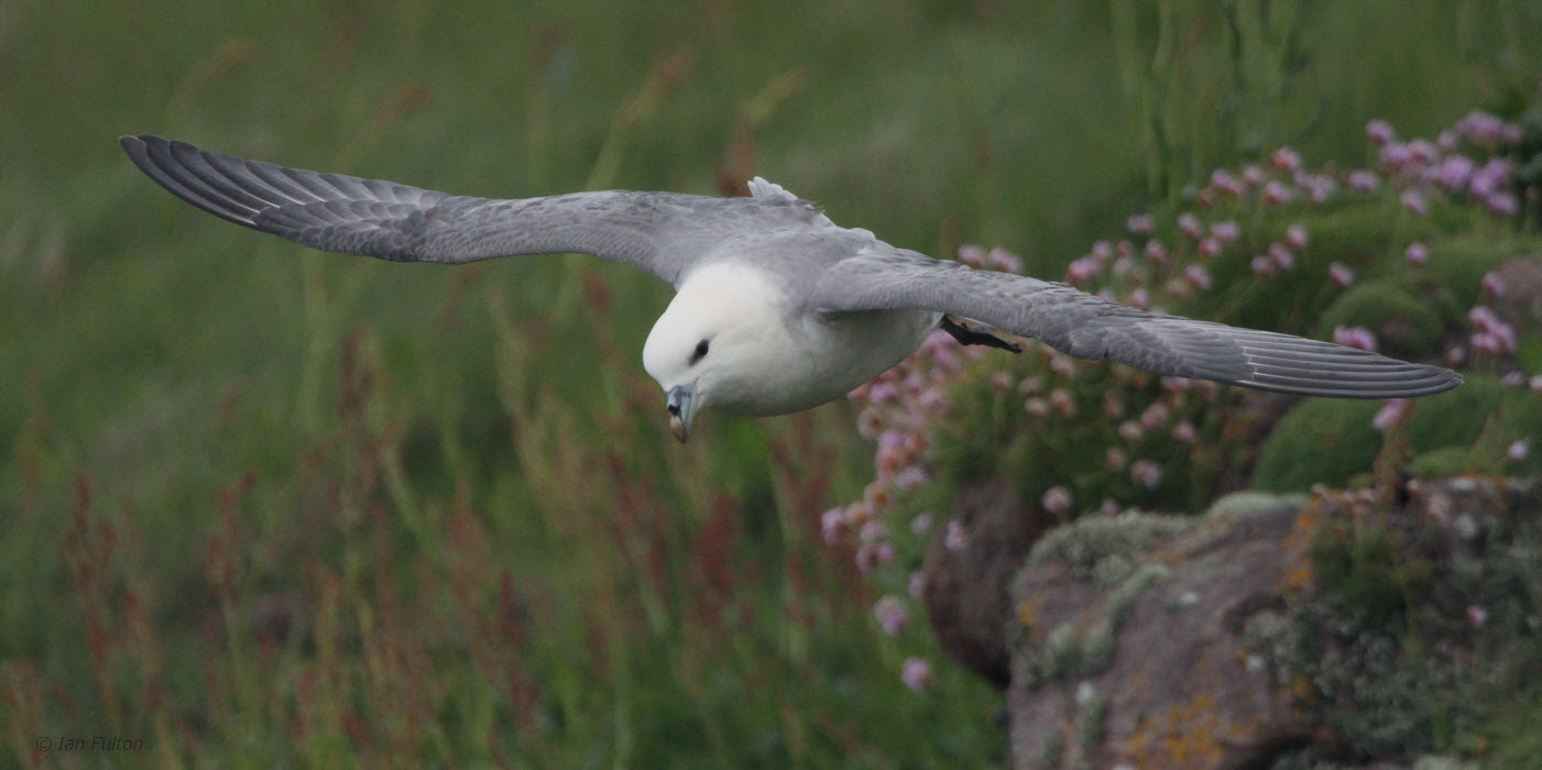 Fulmar, Handa, Highland