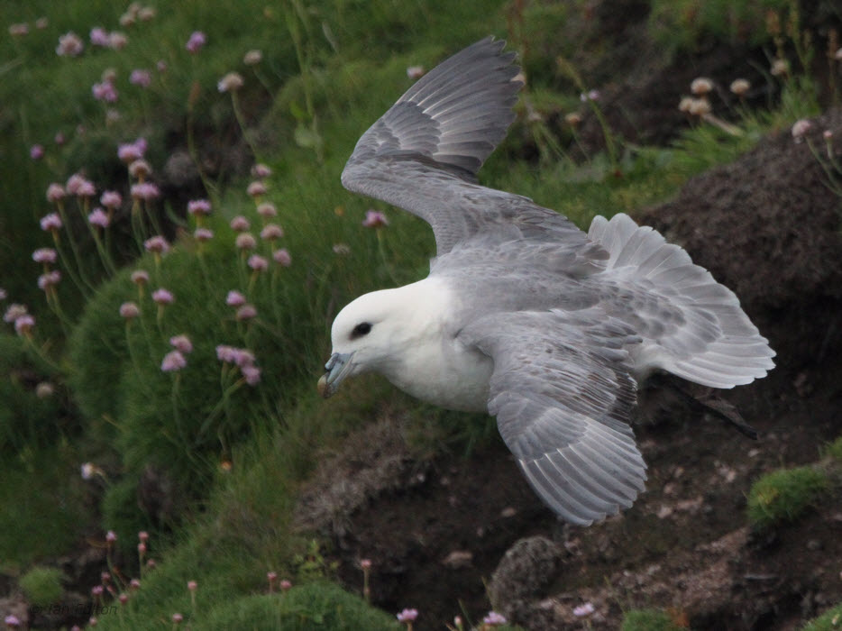 Fulmar, Handa, Highland