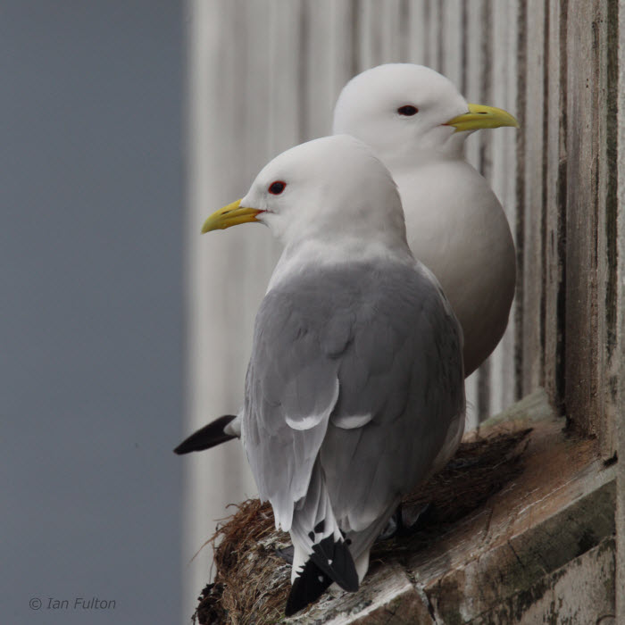 Kittiwake, Vardo, Norway