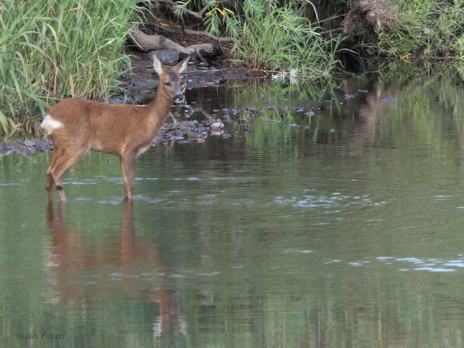Roe Deer, River Clyde at Barons Haugh