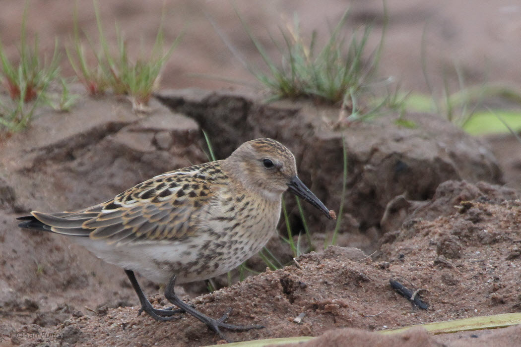 Dunlin, Loch Lomond NNR, Clyde