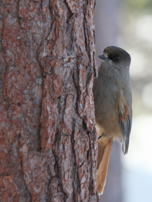 Siberian Jay, Kuusamo area, Finland
