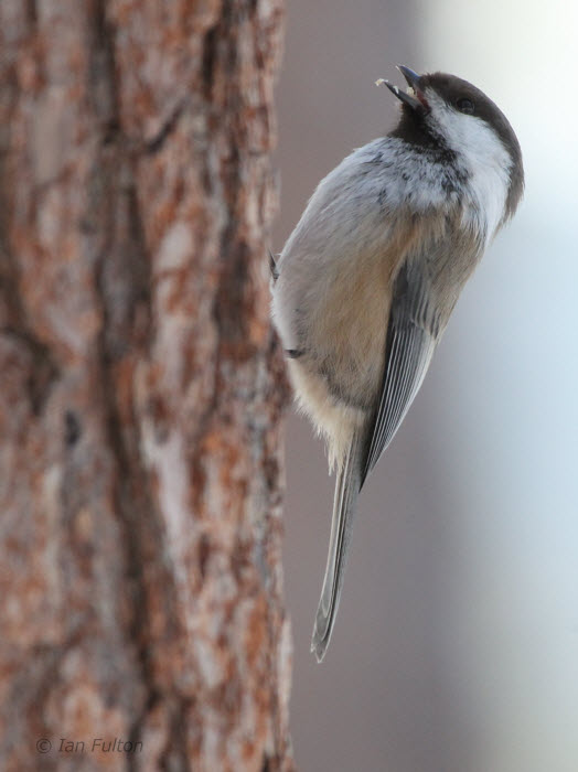 Siberian Tit, Kuusamo, Finland
