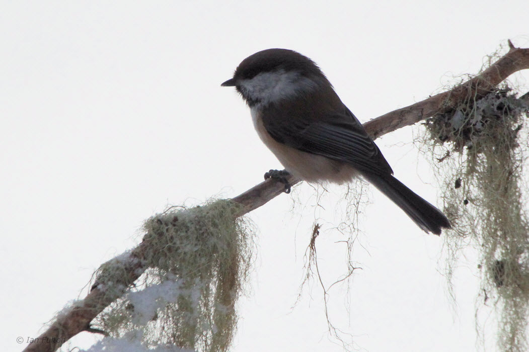 Siberian Tit, Kuusamo, Finland