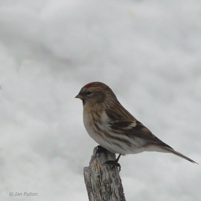 Common or Mealy Redpoll. Kaamanen, Finland
