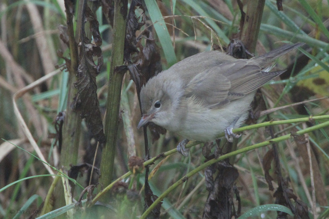 Garden Warbler, Fair Isle