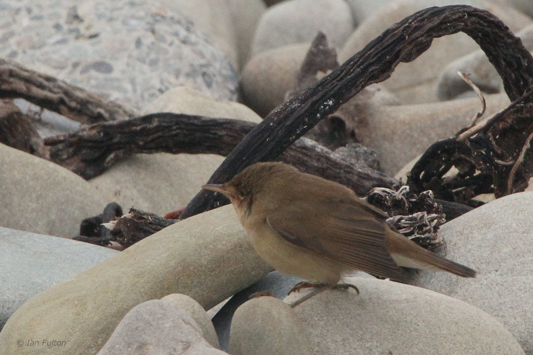 Reed Warbler, Fair Isle