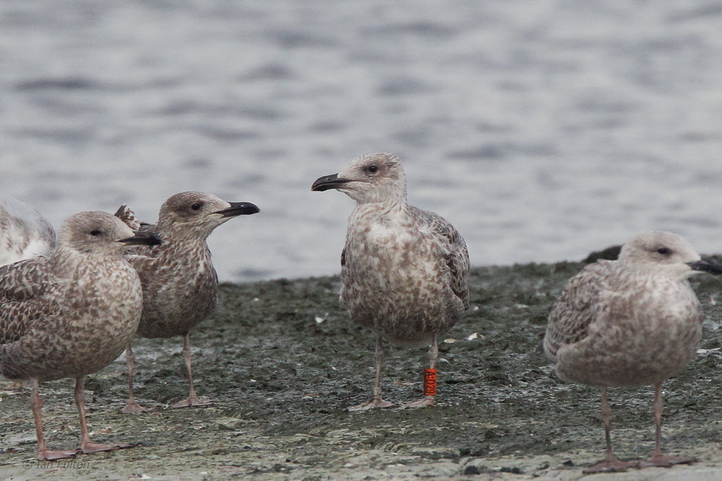 Herring Gull, Hogganfield Loch, Glasgow