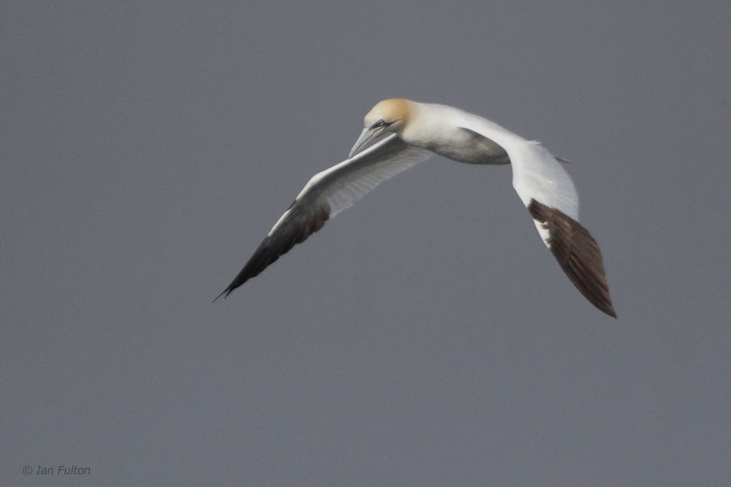 Gannet, Gutcher-Belmont ferry, Shetland
