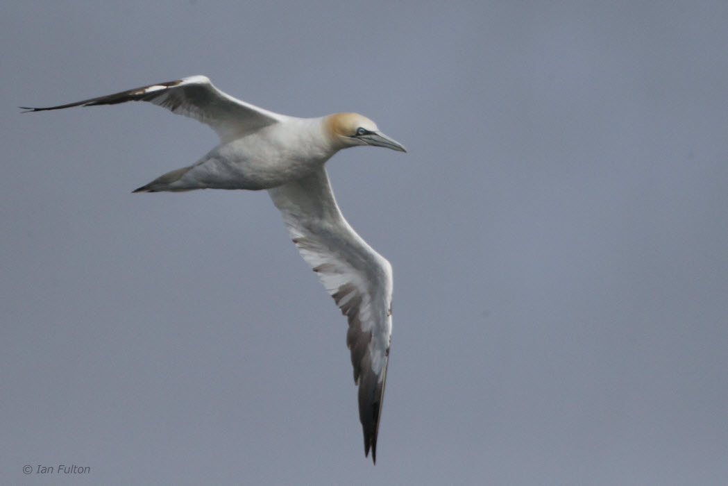 Gannet, Gutcher-Belmont ferry, Shetland