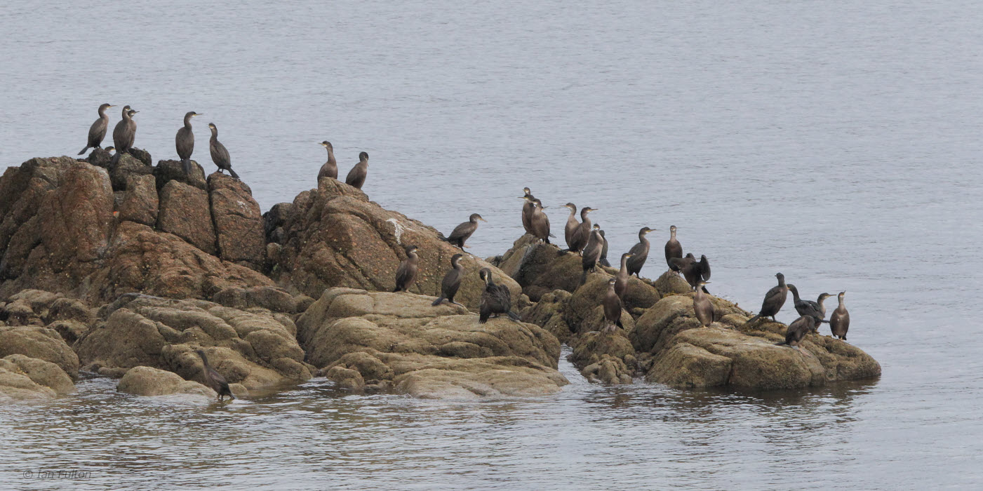 Shag, Skaw-Unst, Shetland