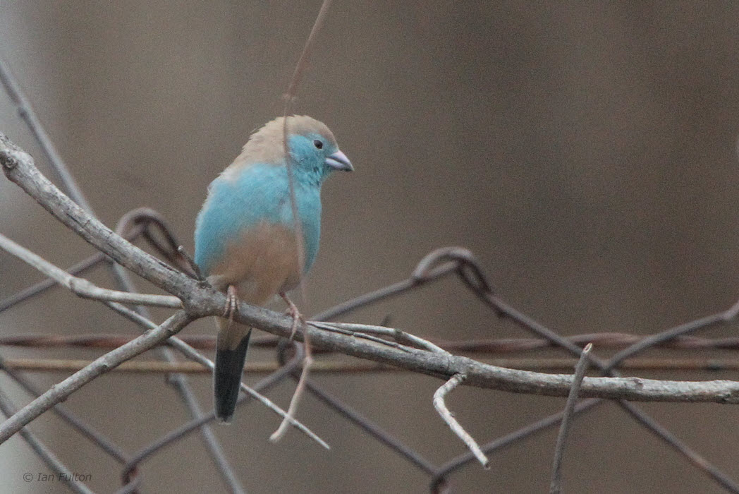 Blue Waxbill