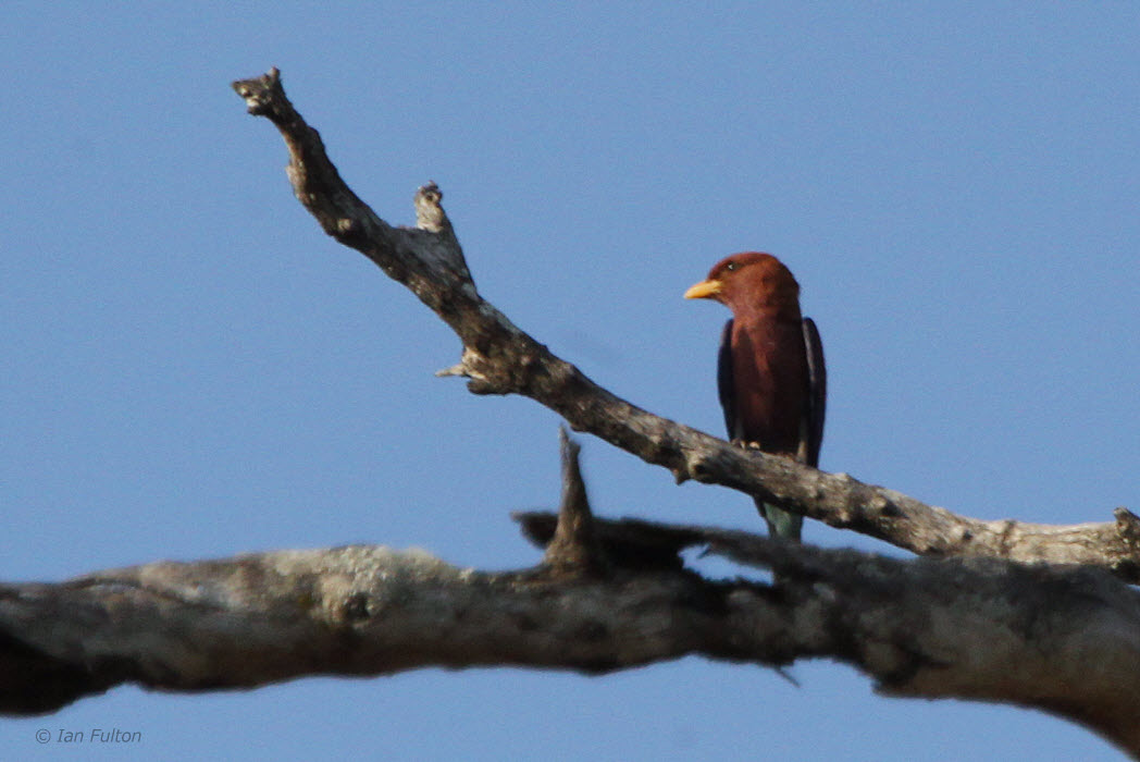 Broad-billed Roller