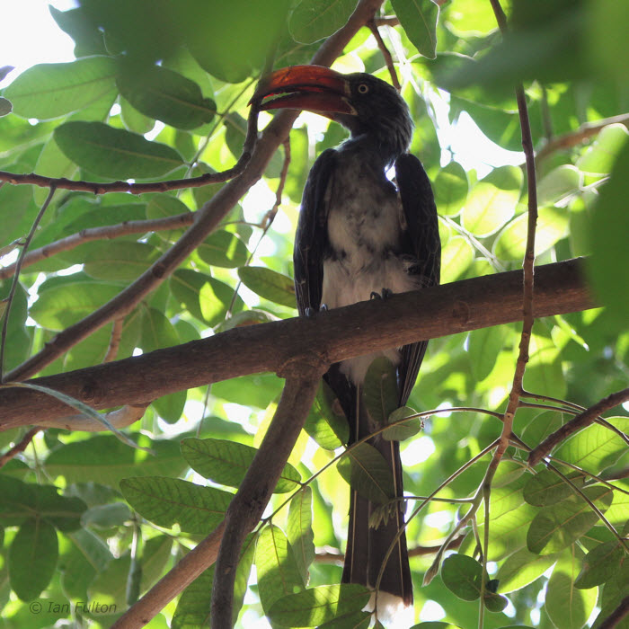 Crowned Hornbill