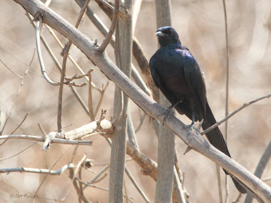 Meves Longtailed Starling