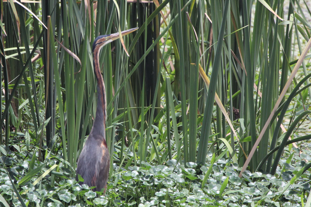 Purple Heron