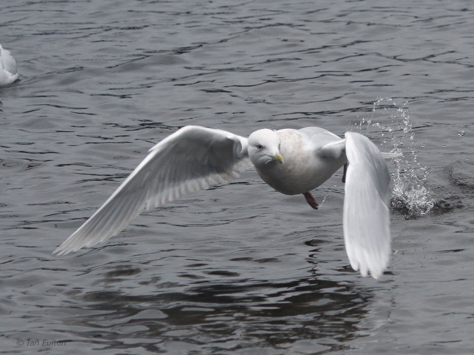 Adult Iceland Gull, Loch Lomond, Clyde