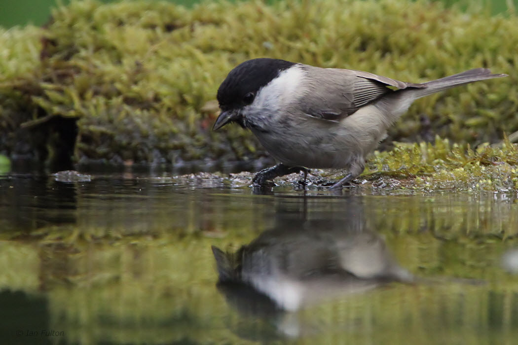 Marsh Tit, near Debrecen, Hungary