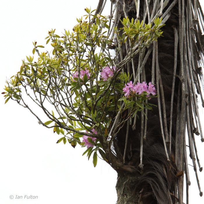 Rhododendron growing epiphytically on a plam tree