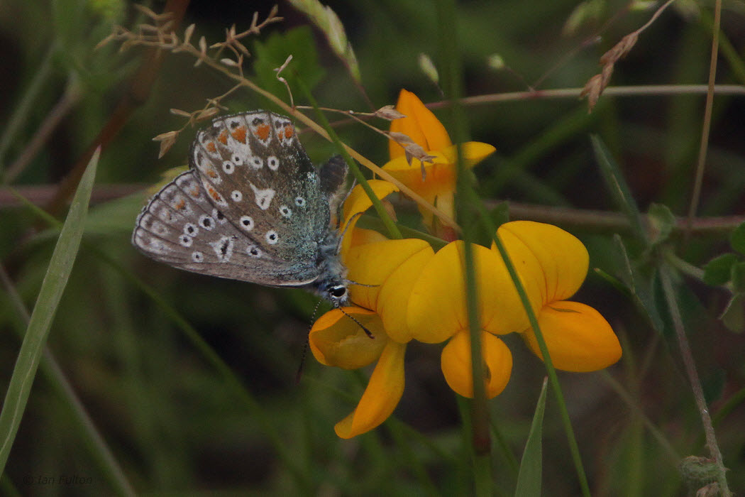 Common Blue, Cardowan Moss, Glasgow