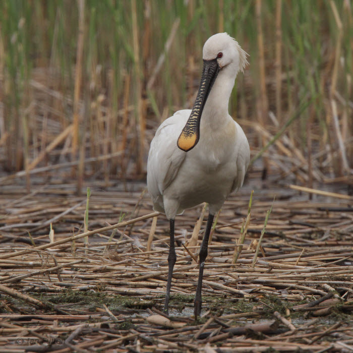 Spoonbill, Hortobagy NP, Hungary