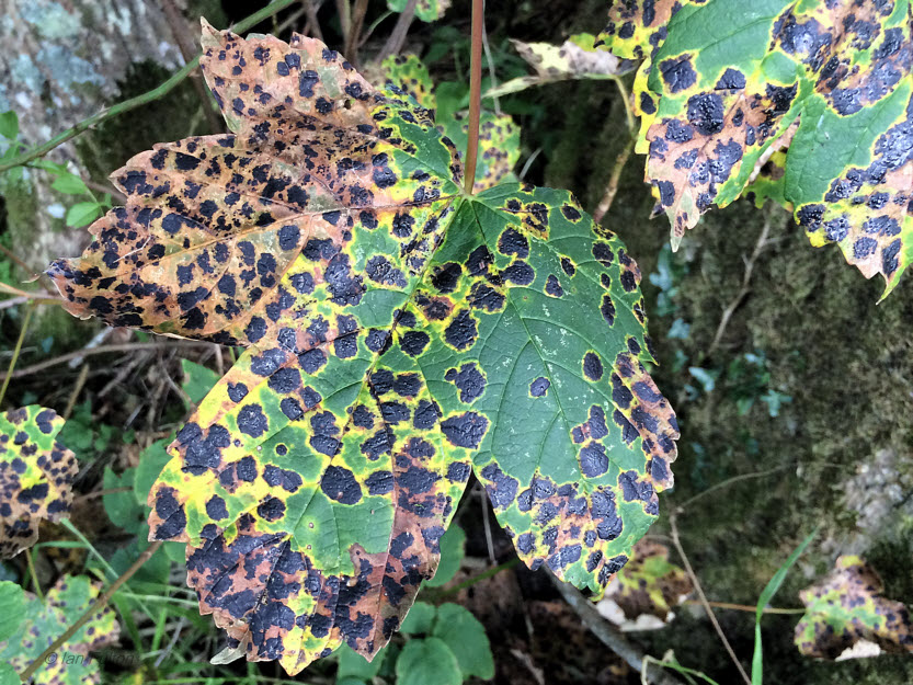 Autumn leaves, Loch Lomond NNR