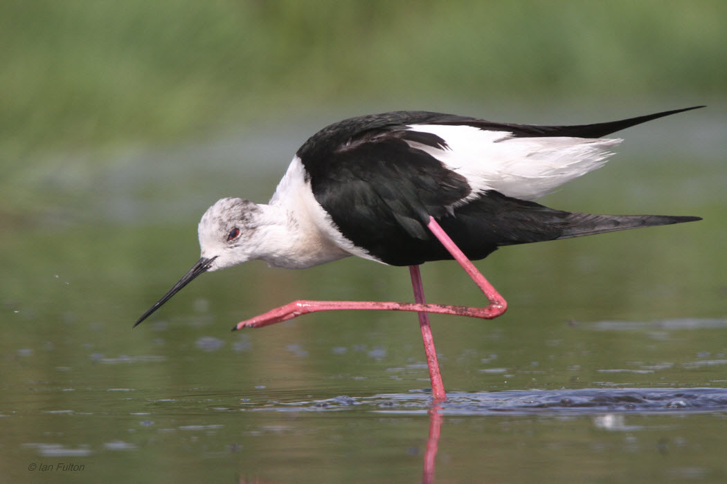 Black-winged Stilt, Hortobagy NP, Hungary