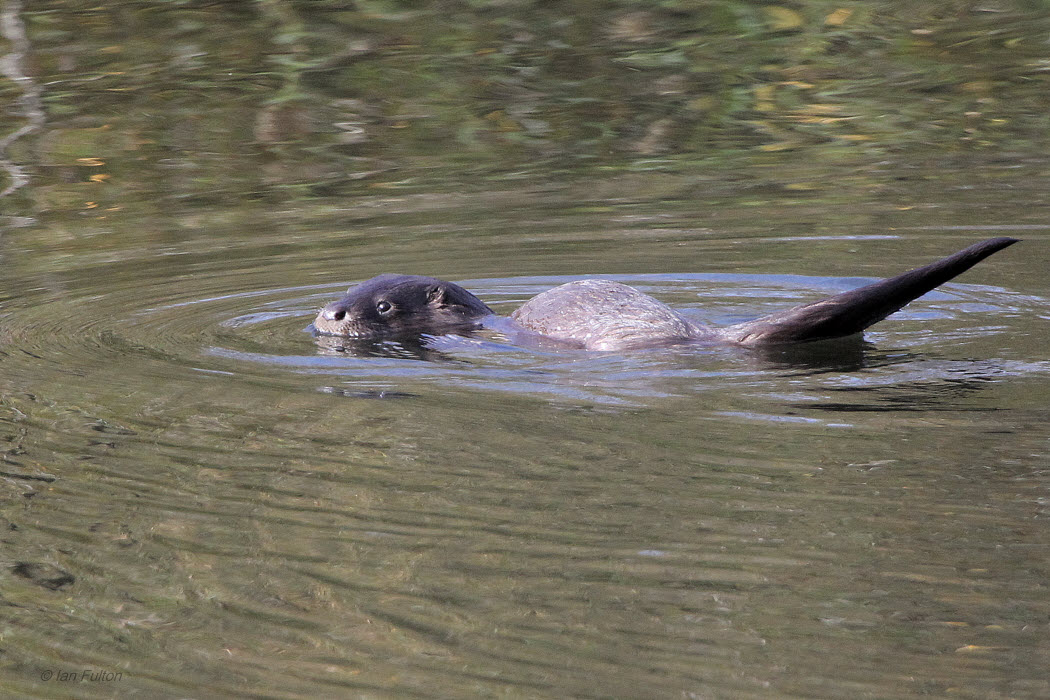 Otter, River Clyde at RSPB Barons Haugh