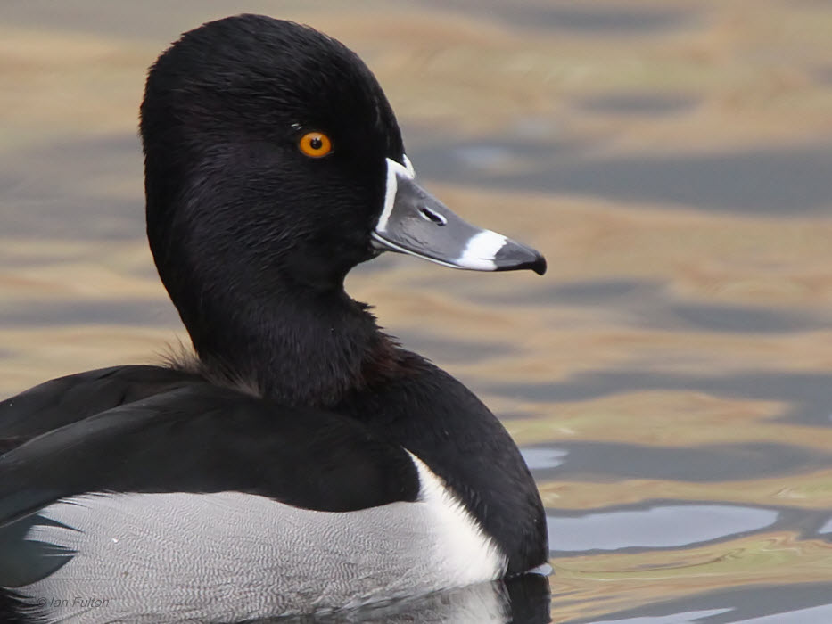Ring-necked Duck, The Cuilc-Pitlochry, Perthshire