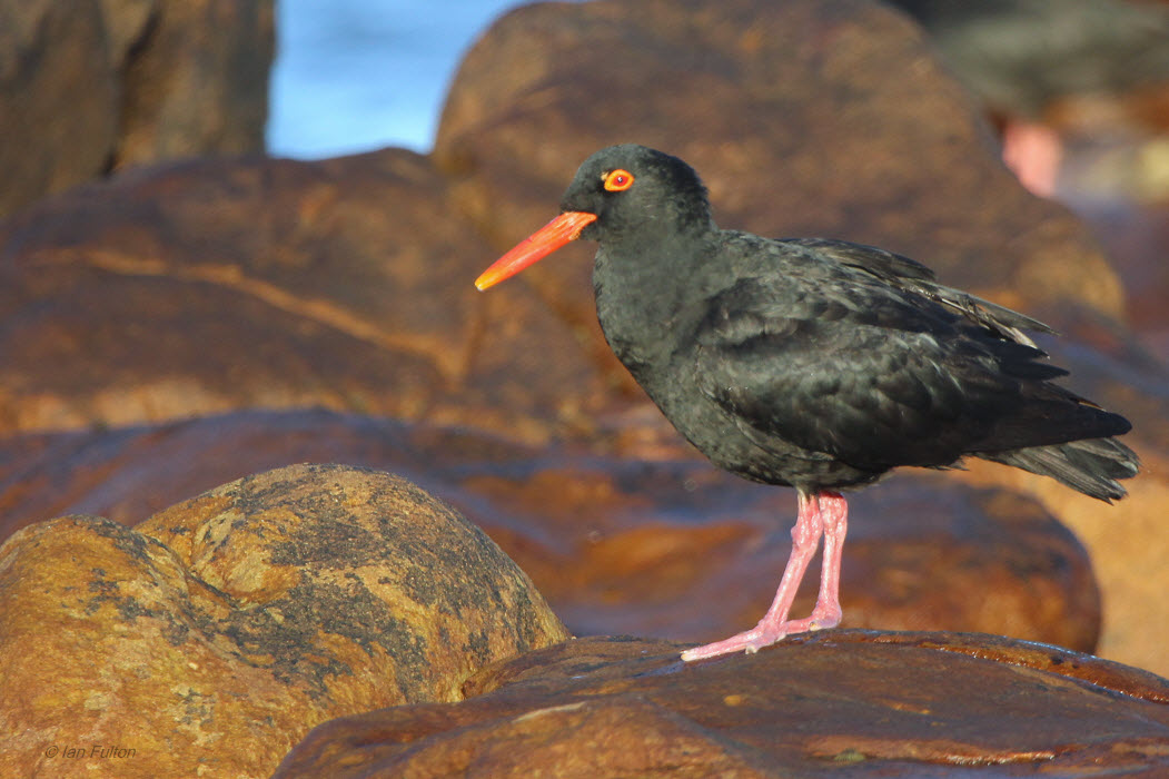 African Black Oystercatcher, Kommetjie, South Africa