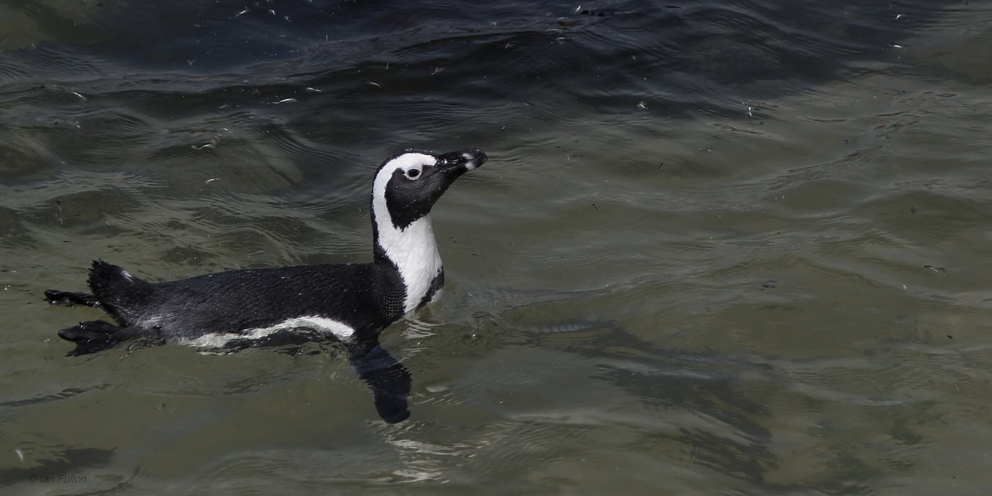 African Penguin, Stony Point, South Africa