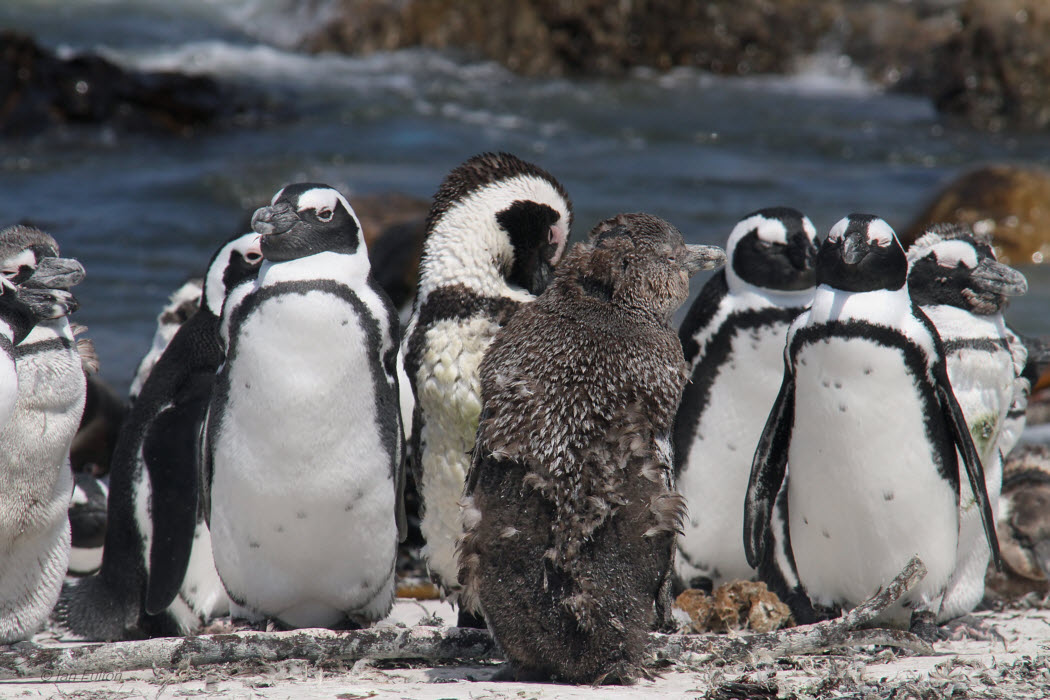 African Penguin, Stony Point, South Africa