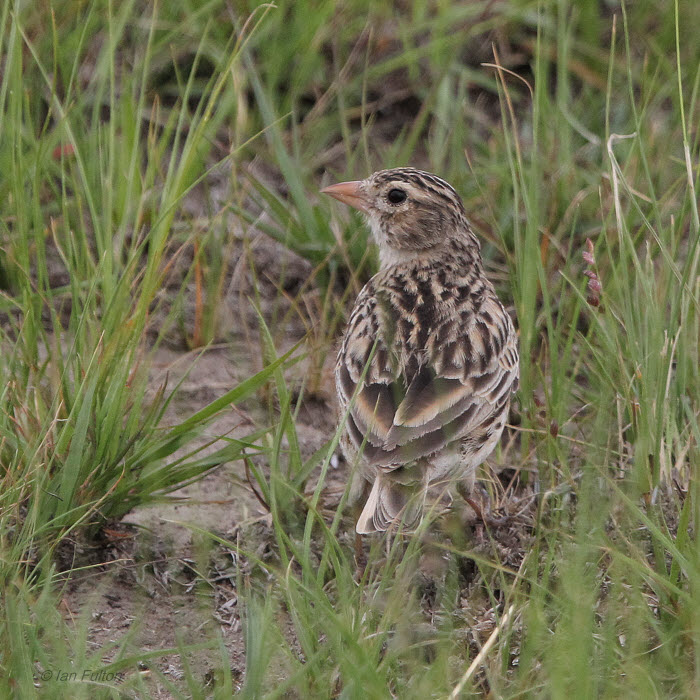 Bothas Lark, Daggakraal-Wakkerstroom, South Africa
